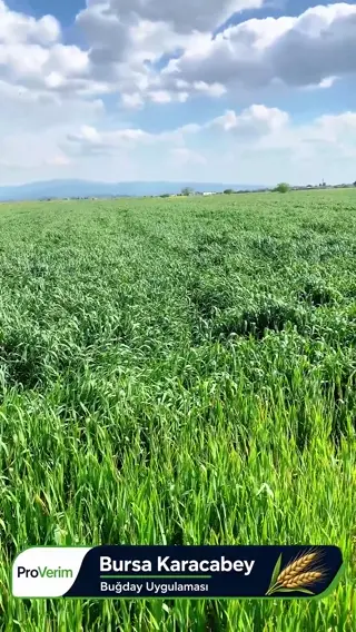 Bursa Karacabey · Buğday Uygulaması