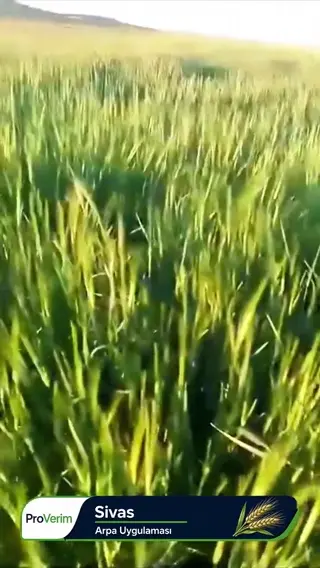 Sivas · Arpa Uygulaması